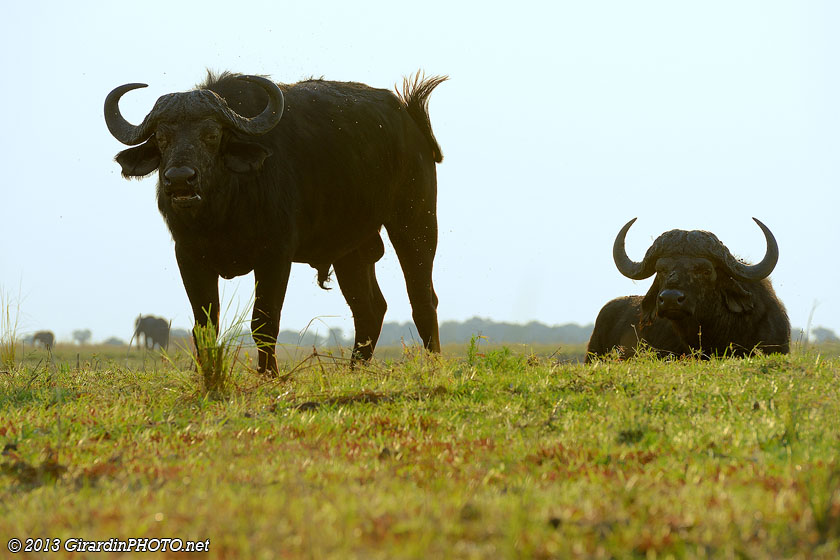 Buffles du Cap