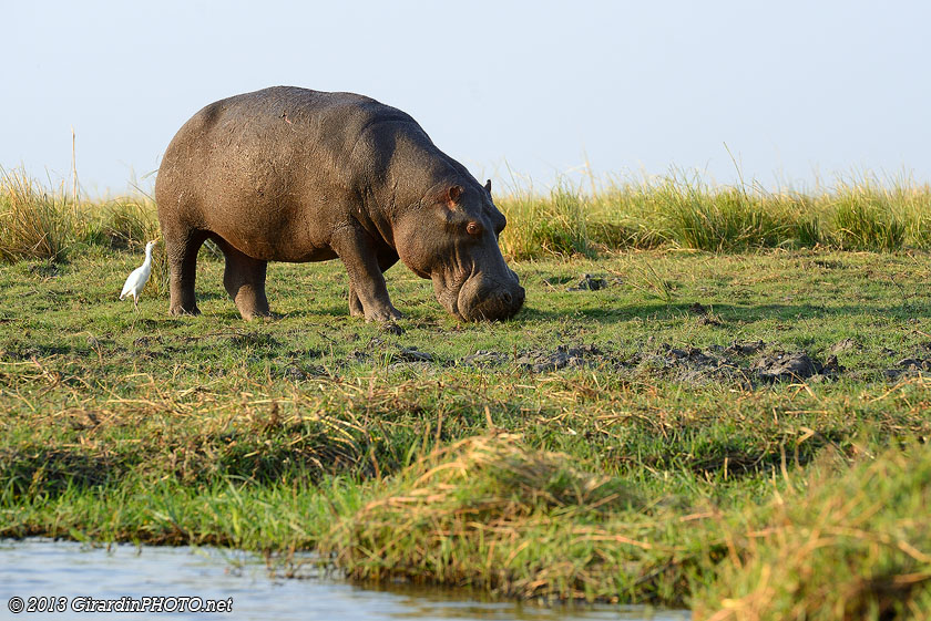 Hippopotame et son aigrette