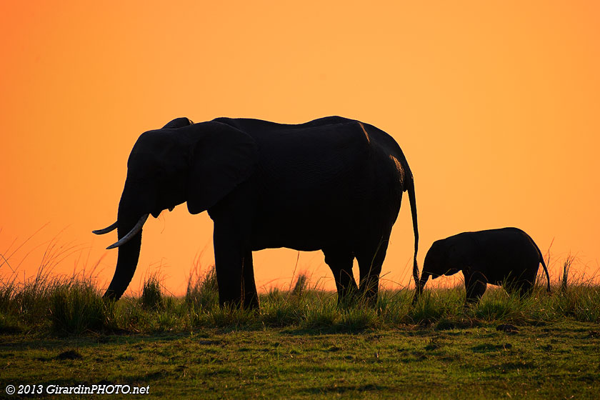 Eléphants au coucher du soleil