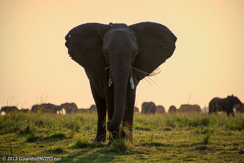 Eléphant