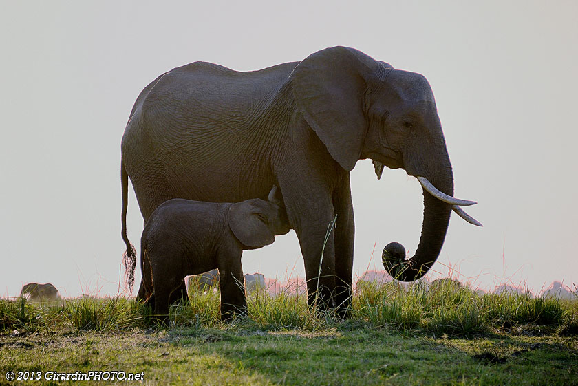 Bébé éléphant qui tète