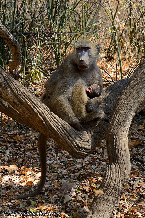 Maman babouin avec son bébé