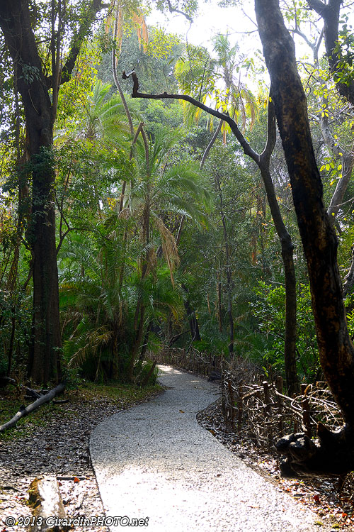 Forêt tropicale