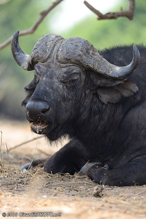 Notre premier animal du Chobe