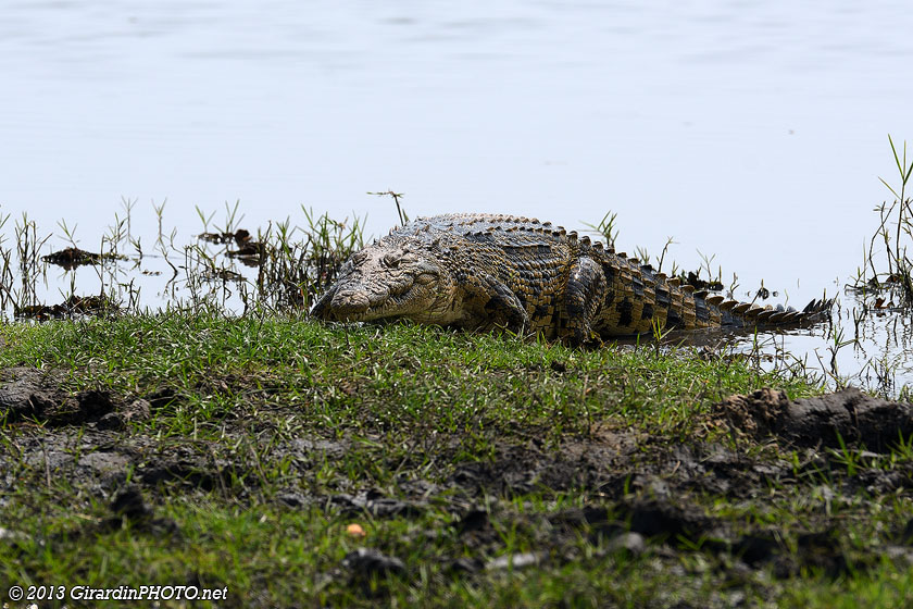 Crocodile du Nil