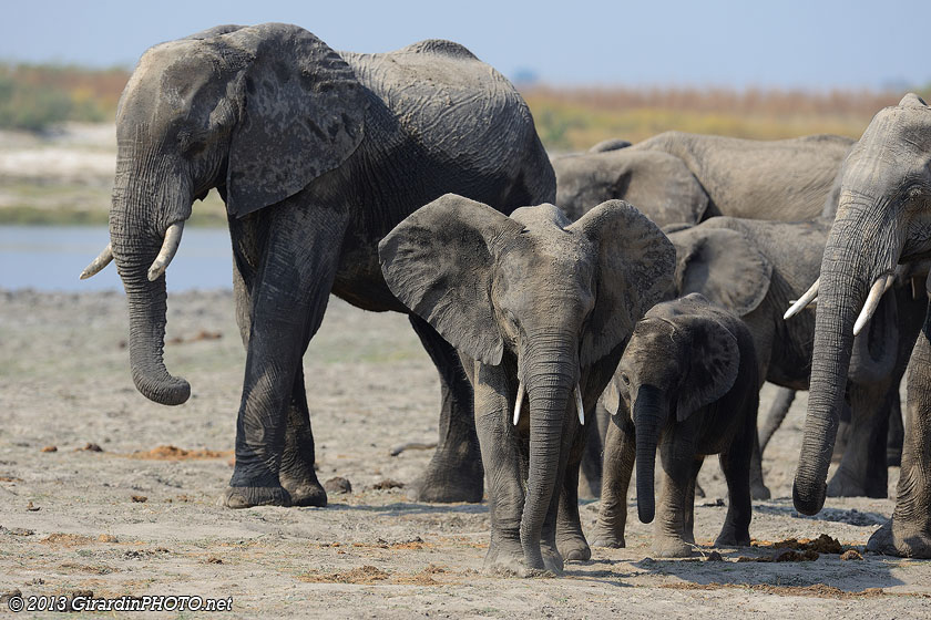 Les éléphants arrivent en famille pour se désaltérer à la Chobe River