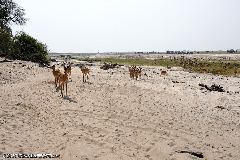 Piste deep sand Section River Front : on voit beaucoup d'animaux