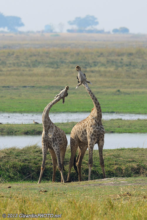 Combat de girafes