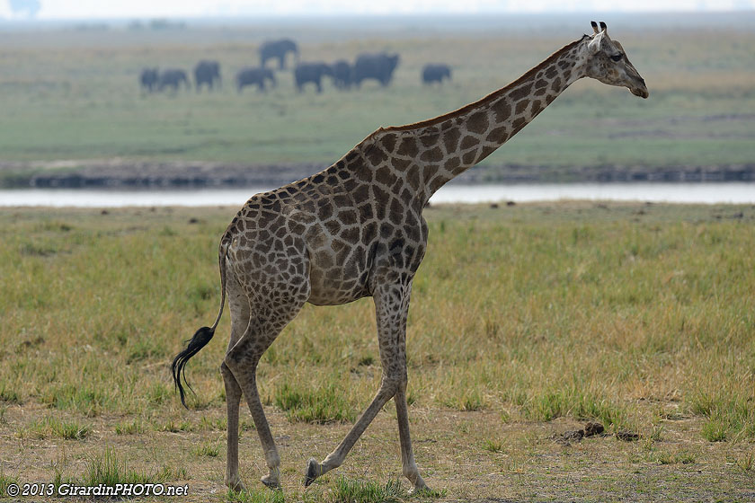 Girafe réticulée