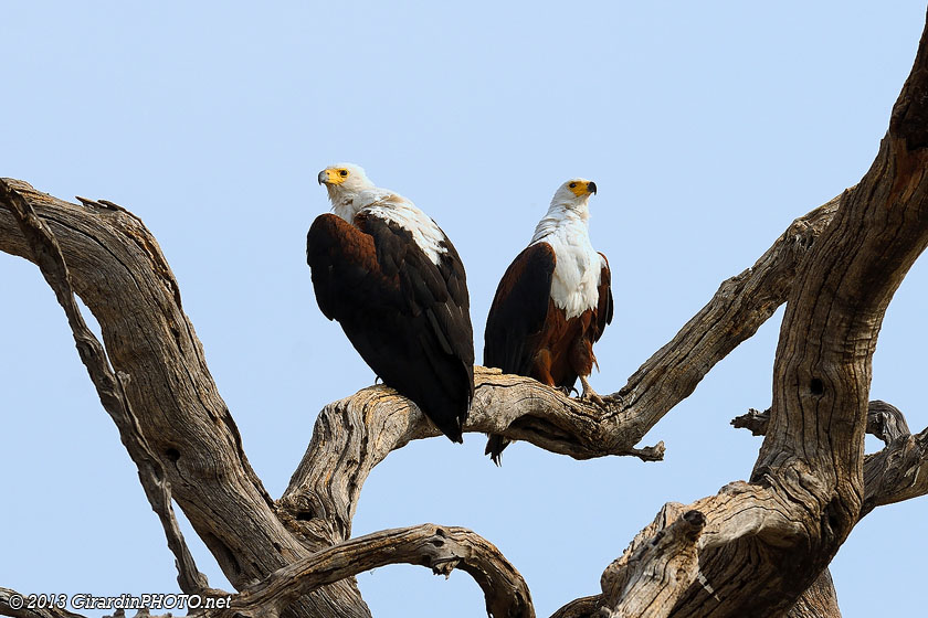 Couple d'aigles pêcheur vocifère