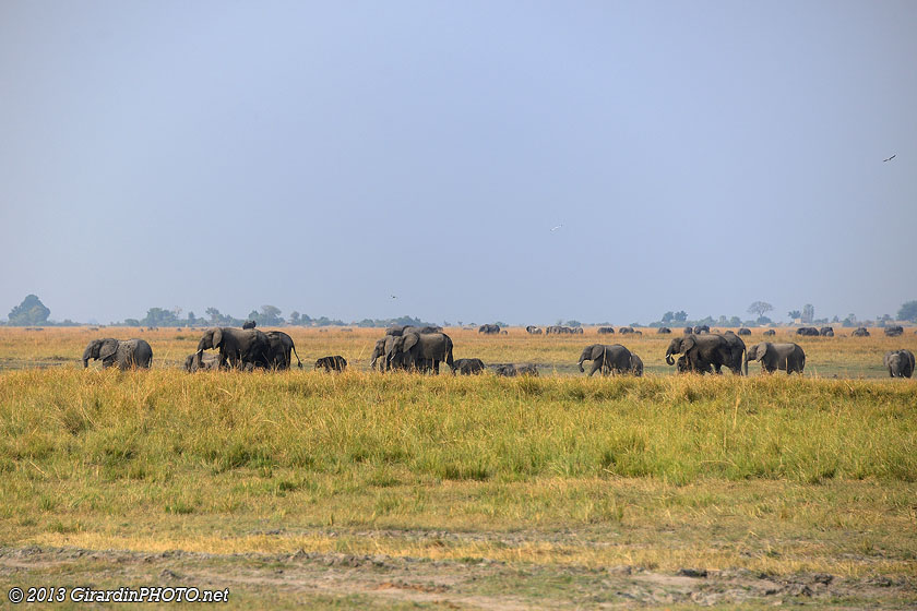 Des éléphants à perte de vue !
