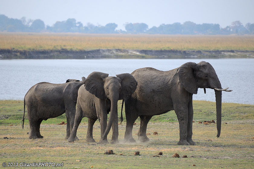 Les jeunes éléphants montrent leur force si on s'approche trop près!
