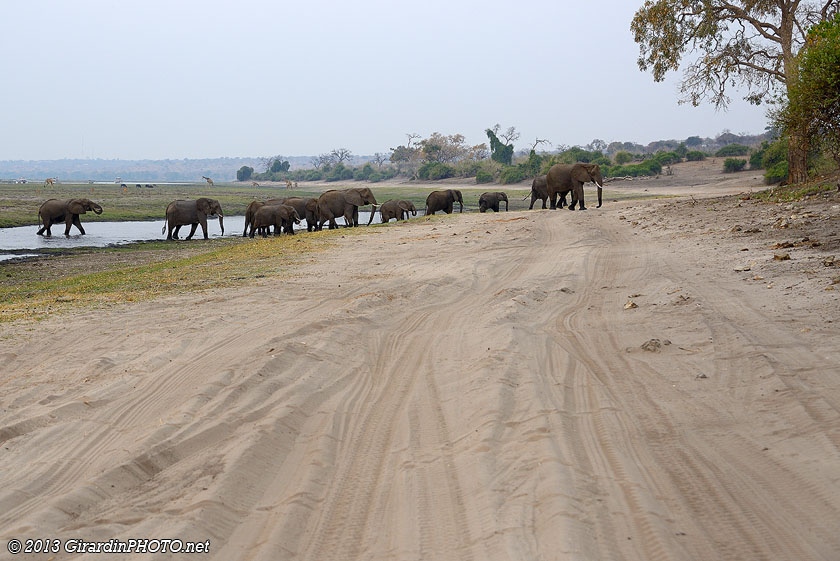 Troupeau d'éléphants traversant la piste