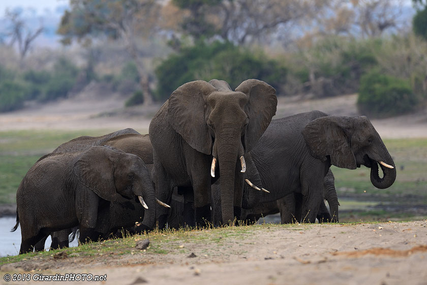 Avec les éléphants, il y a une distance à respecter !