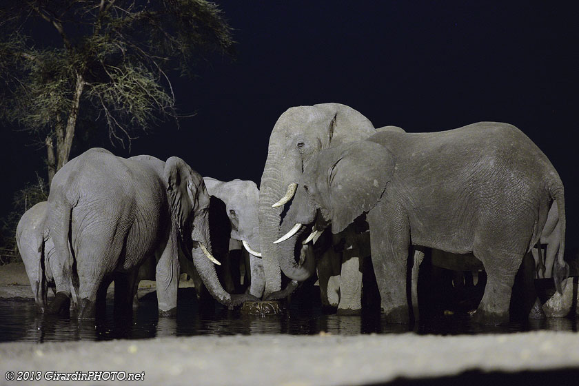Eléphants au point d'eau du Senyati Safari depuis le bunker
