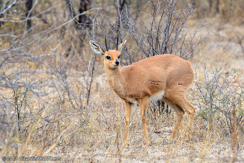 Steenbok