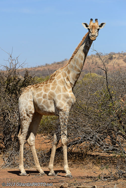 Girafe