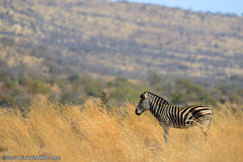 Zèbre dans la savane