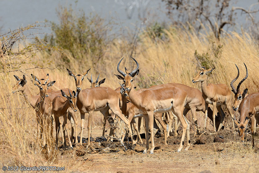 Gazelles