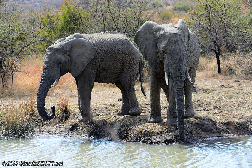 Eléphants à Malatse Dame Hide