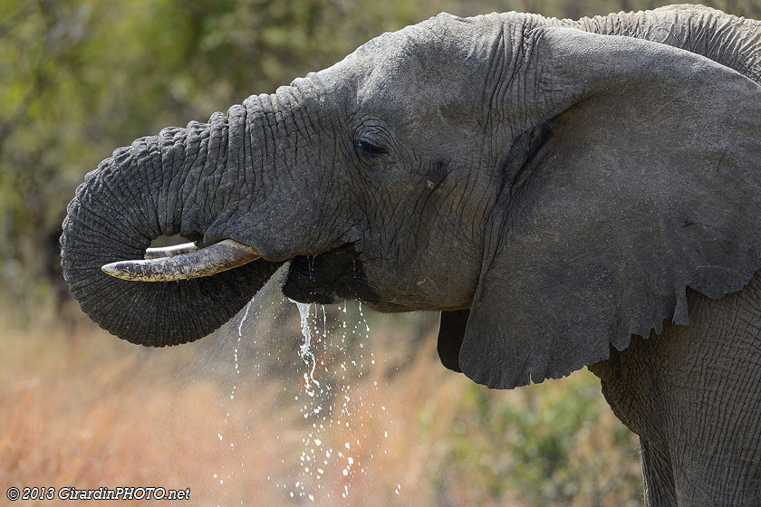 Eléphant s'abreuvant