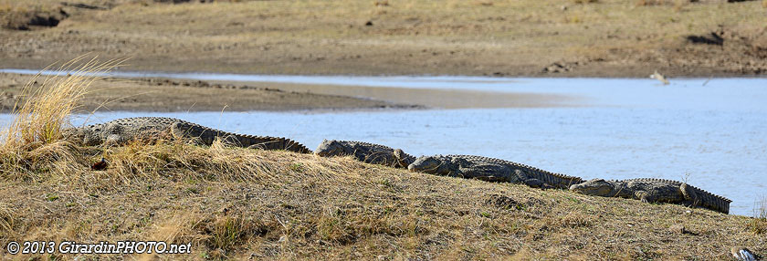 Crocodiles à Makorwane Dam