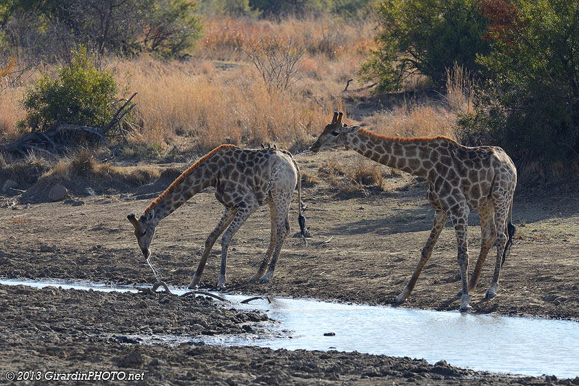 Girafes à Bathako Dam Hide