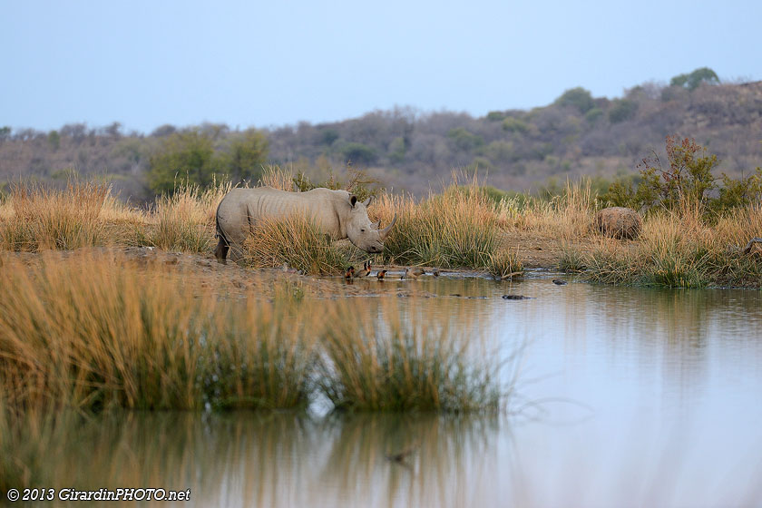 Rhinocéros blanc arrivant au point d'eau de Malatse Dame Hide
