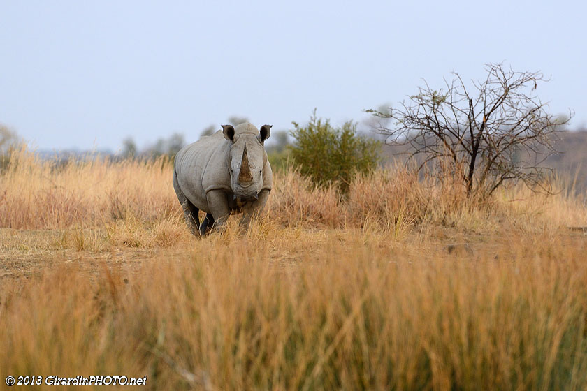 Rhinocéros blanc