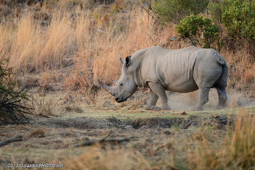 Rhinocéros blanc marquant son territoire