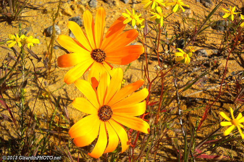 Fleurs du Namaqualand