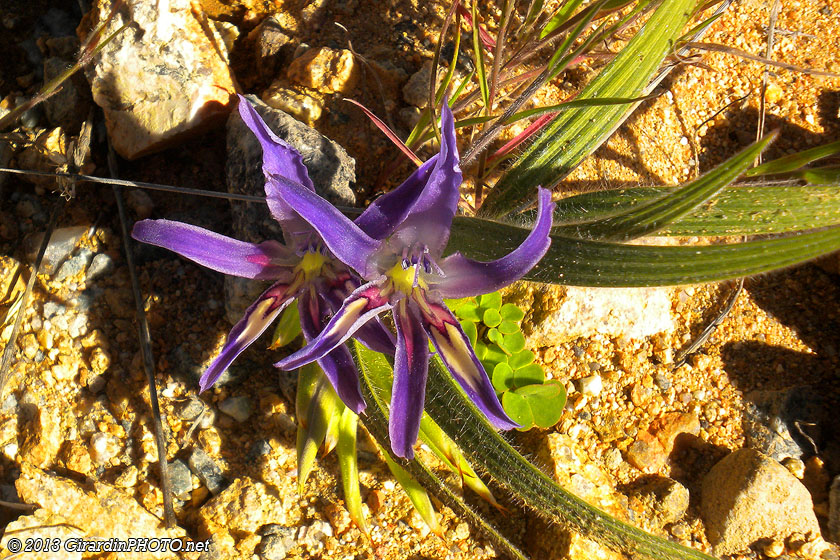 Fleurs du Namaqualand