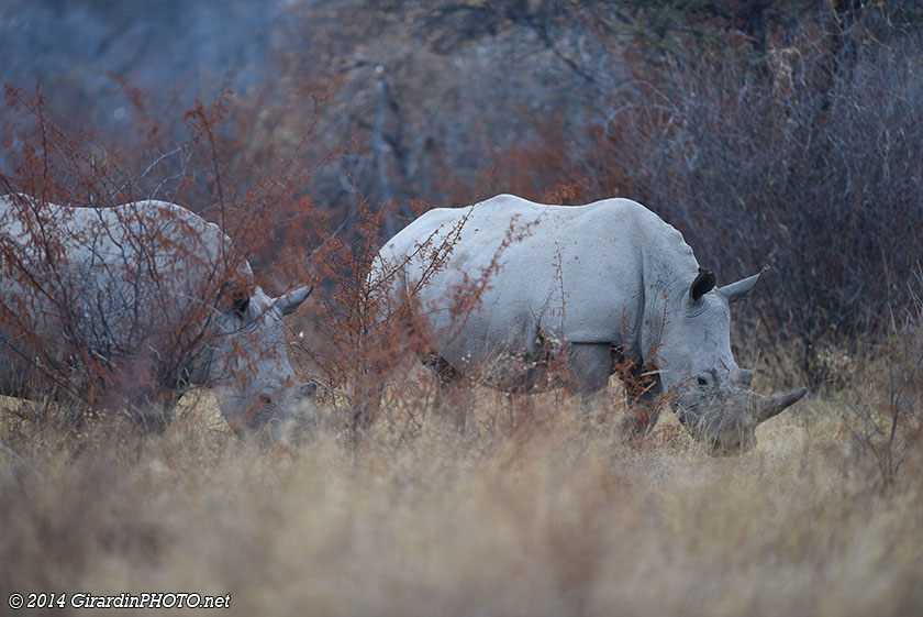 Rhinocéros blanc