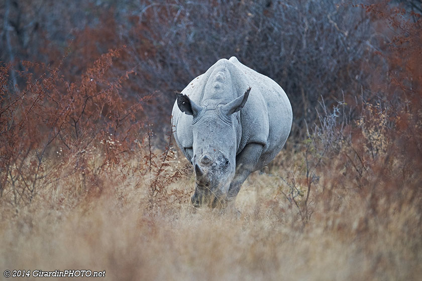Rhinocéros blanc