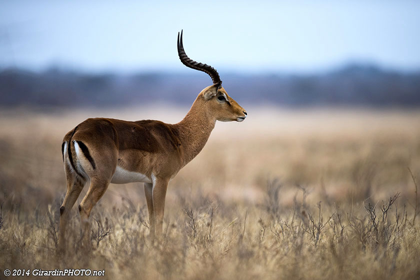 Antilope