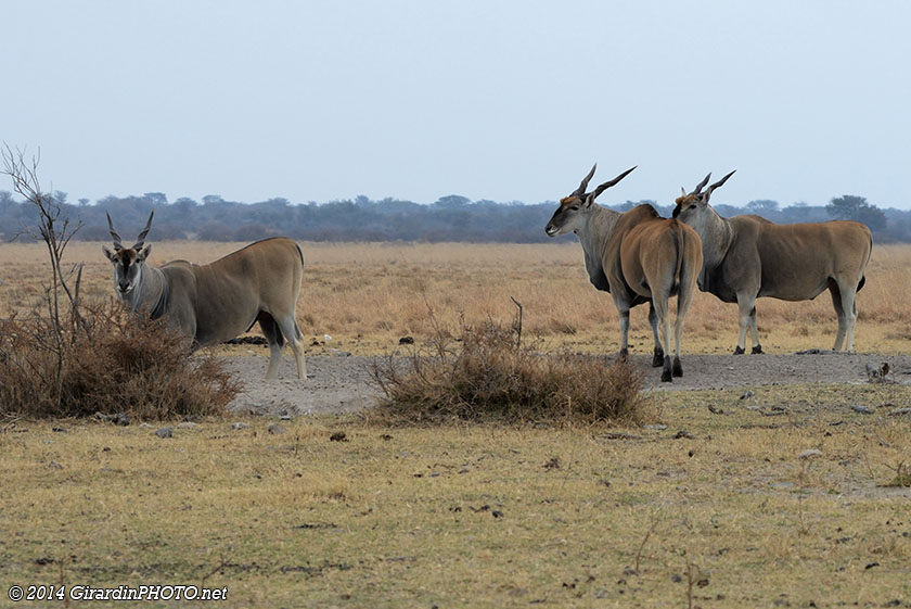 Eland du Cap