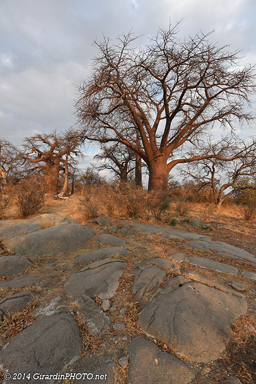 Baobabs au coucher du soleil