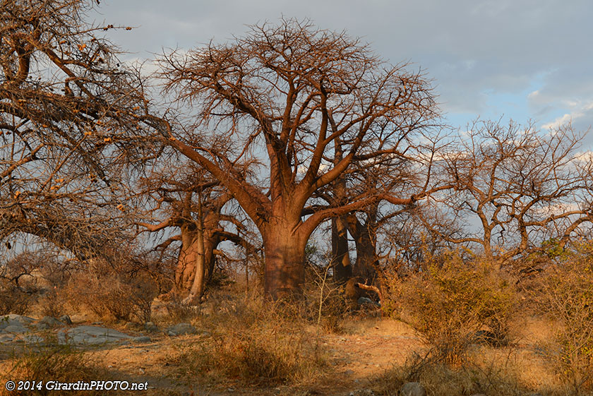 Baobabs au coucher du soleil