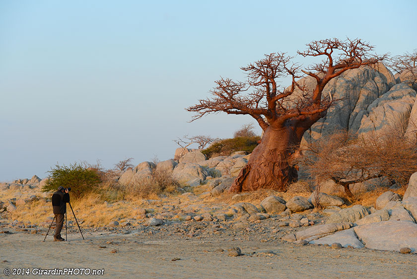 Baobab au lever du soleil