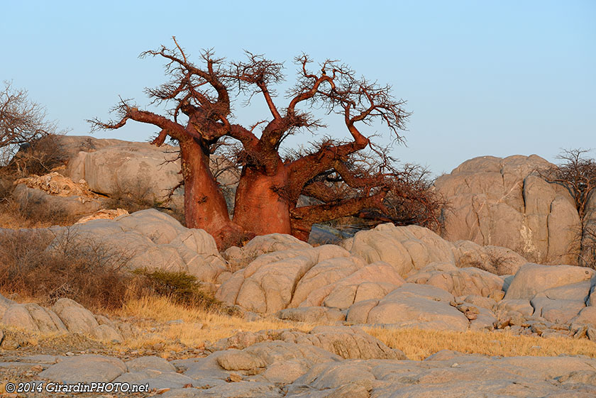 Baobab au lever du soleil