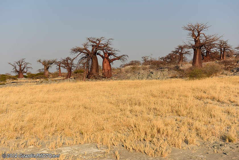 Baobab au lever du soleil