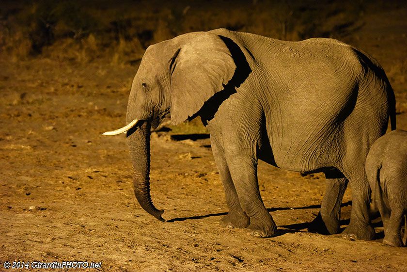 Eléphant