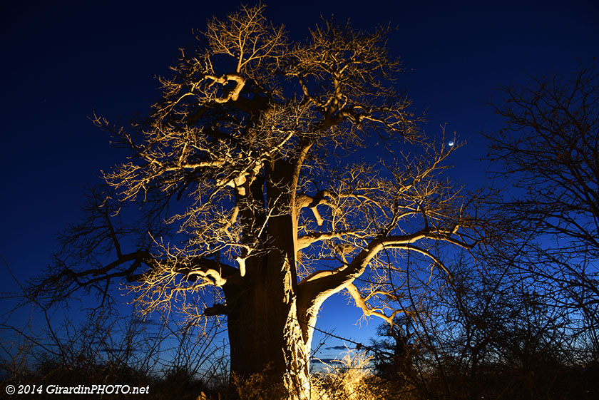 Baobab et lune