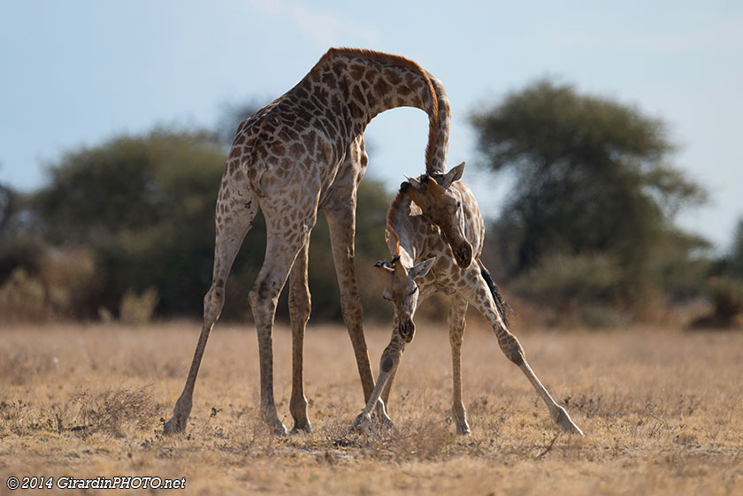 Maman girafe câlinant son petit !