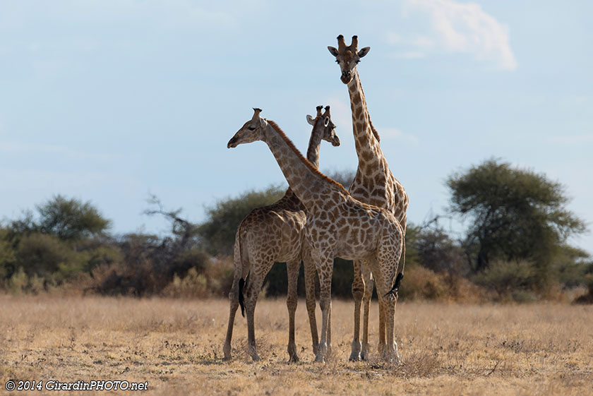 Famille de girafes