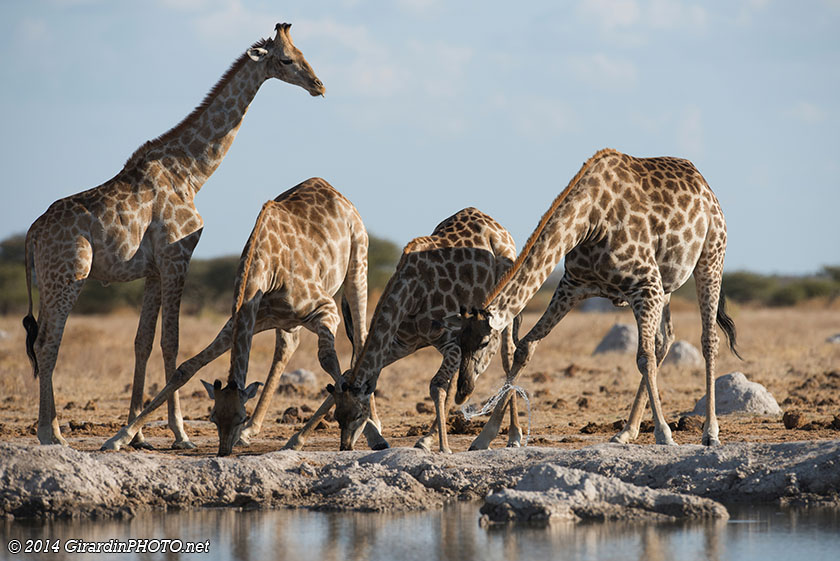 Girafes