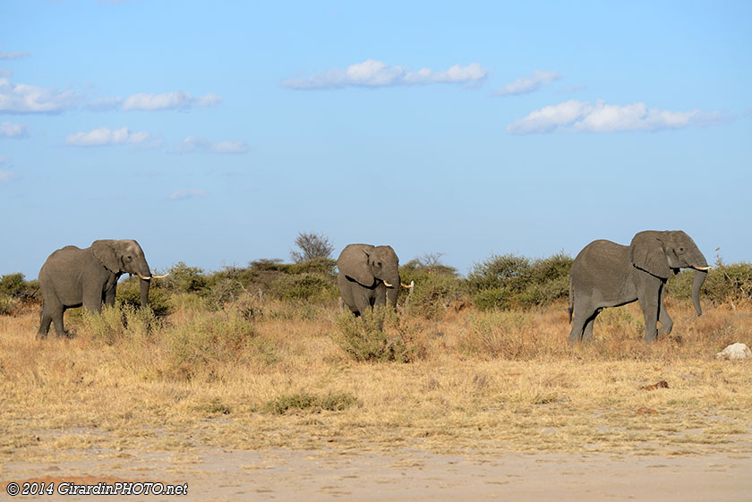 Eléphants