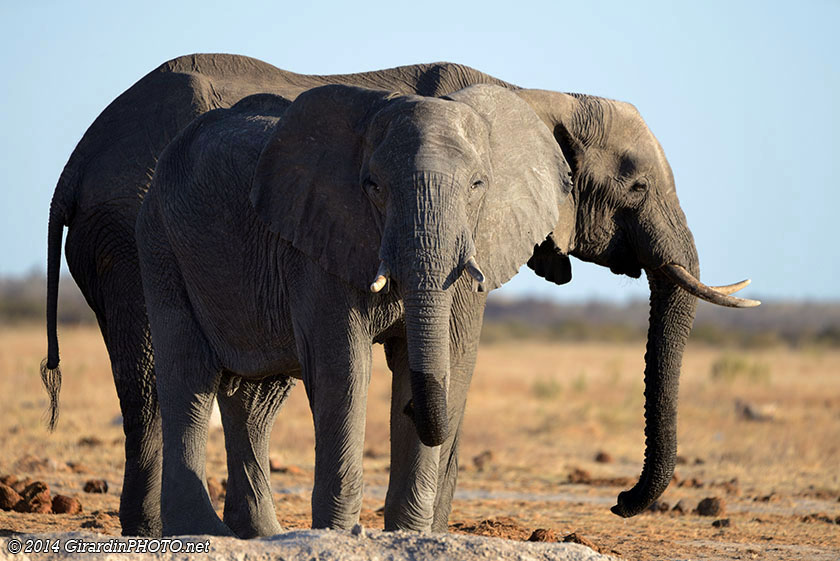 Eléphants