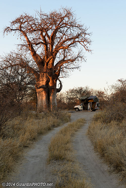 Baines Baobabs Campsite (BO3) depuis Kudiakam Pan