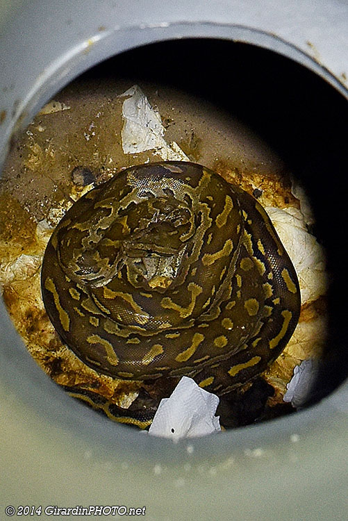 Python de Séba